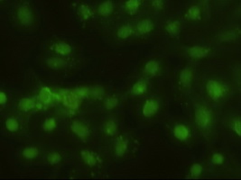HHEX/HEX Antibody