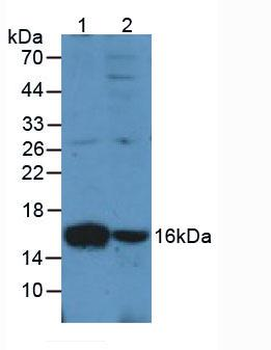 AIF1/IBA1 Antibody
