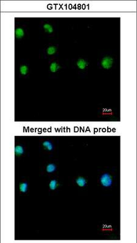 NR2F1/Coup-TF Antibody