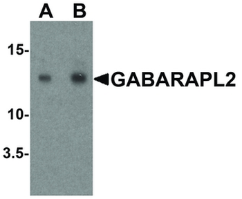 GABARAPL2/ATG8 Antibody