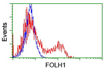 FOLH1/PSMA Antibody