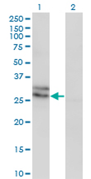 Endothelin 3/EDN3 Antibody