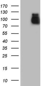 ACE2/ACE-2 Antibody