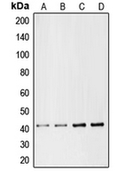 CHEMR23/CMKLR1 Antibody