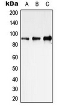 STAT1 Antibody