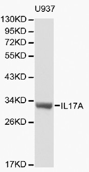 IL17A Antibody