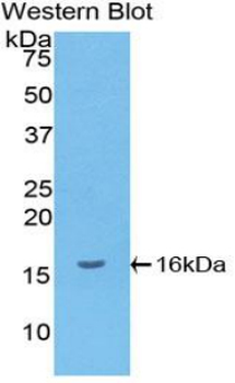 CXCL9/MIG Antibody