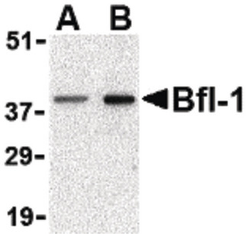 BCL2A1 Antibody