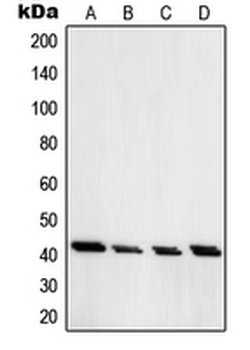 PRKAR1A Antibody