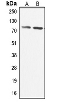 ADCK3/CABC1 Antibody