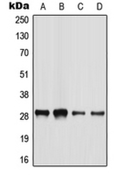 BATF2/SARI Antibody