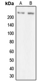 MYO7A/Myosin-VIIa Antibody