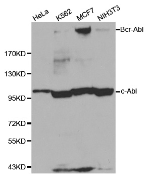 ABL1/c-ABL Antibody