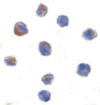 CUL9/Cullin 9 Antibody