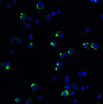 PDCD1/CD279/PD-1 Antibody