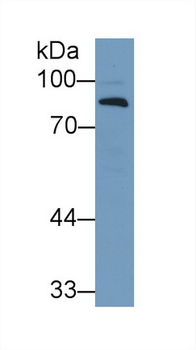 CFB/Complement Factor B Antibody
