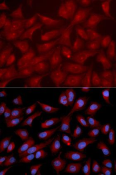 RAPGEF3/EPAC Antibody