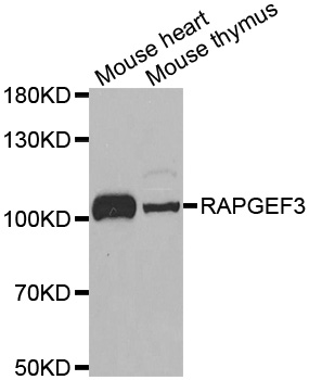 RAPGEF3/EPAC Antibody