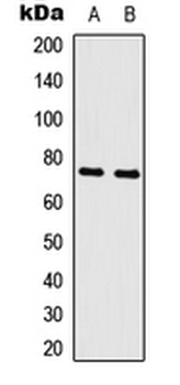 MYB/c-Myb Antibody