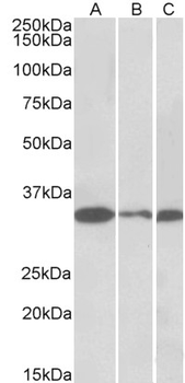 PCNA Antibody
