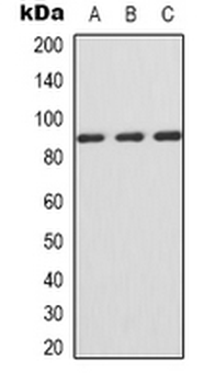 CD119/IFNGR1 Antibody
