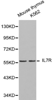 IL7R/CD127 Antibody