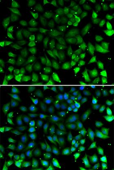 CCL26/Eotaxin 3 Antibody