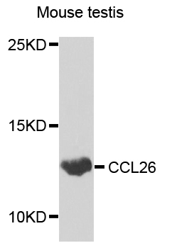 CCL26/Eotaxin 3 Antibody