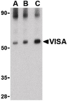 VISA/MAVS Antibody
