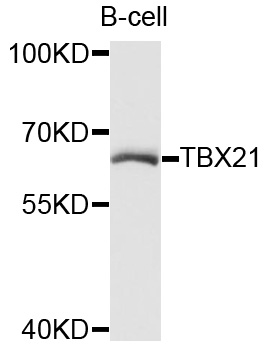 TBX21/T-bet Antibody