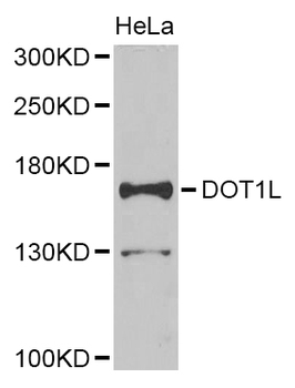DOT1L/DOT1 Antibody