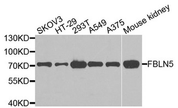 FBLN5/Fibulin 5 Antibody
