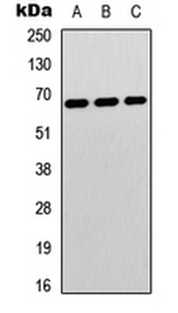 STXBP1/MUNC18-1 Antibody