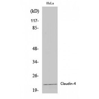 CLDN4/Claudin 4 Antibody