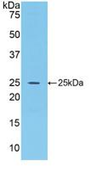 Fgf15 Antibody