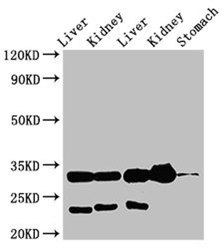 Tpsb2/Tryptase Beta 2 (Mouse Antibody