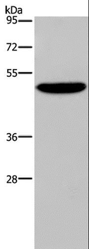 PVRL4/Nectin 4 Antibody