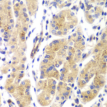 HRAS/H-Ras Antibody