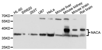 NACA Antibody