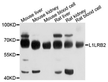 LILRB2/ILT4 Antibody