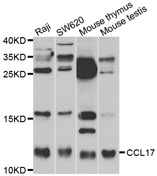 CCL17/TARC Antibody