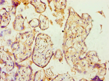 AP2A1/AP2-Alpha Antibody