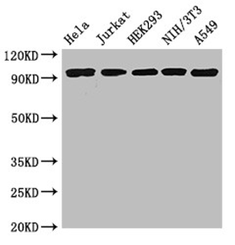 DDR2 Antibody