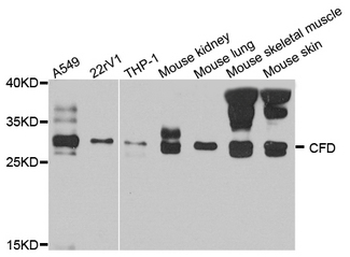 CFD/Factor D/Adipsin Antibody