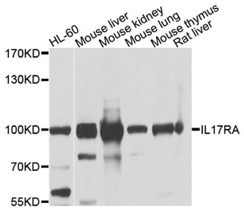 IL17RA Antibody