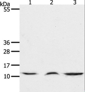 CCL17/TARC Antibody