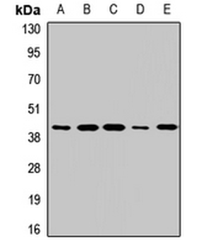 RAMP3 Antibody