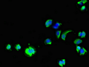GPC1/Glypican Antibody