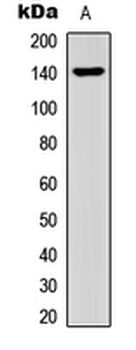 COL15A1/Collagen XV Alpha 1 Antibody