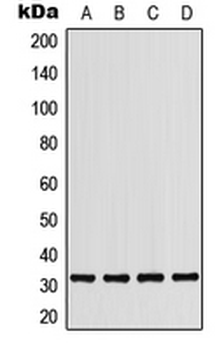 PDCD1/CD279/PD-1 Antibody